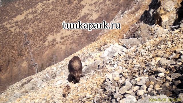 Семья диких кабанов
