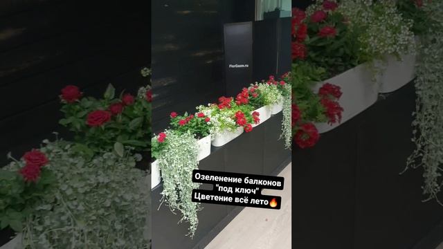 Озеленение балкона от FlorGazm.ru
