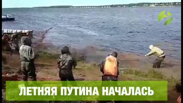 Уловы пока не очень. В Тазовском районе началась летняя путина