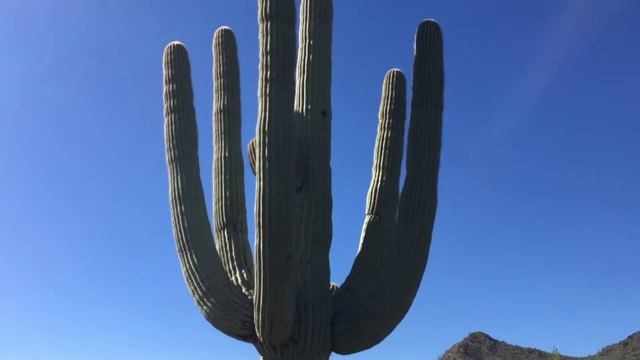 Arizona Home Watch LLC - Saguaro Cacti in Carefree Az