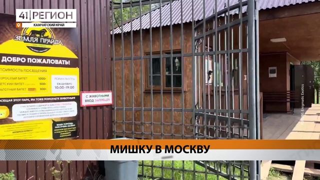 МЕДВЕЖОНКА-СИРОТУ, КОТОРОГО ПРИЮТИЛИ ВАХТОВИКИ НА КАМЧАТКЕ, ЗАБЕРУТ В МОСКВУ • НОВОСТИ КАМЧАТКИ