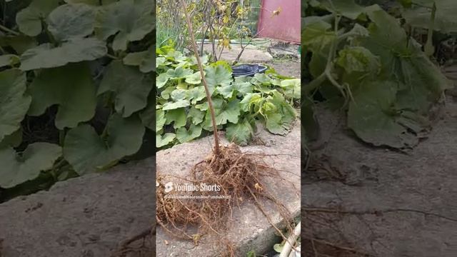 Фундук Лозовской.Морозостойкий сорт Харьковской селекции.Лучшие саженцы сезона.