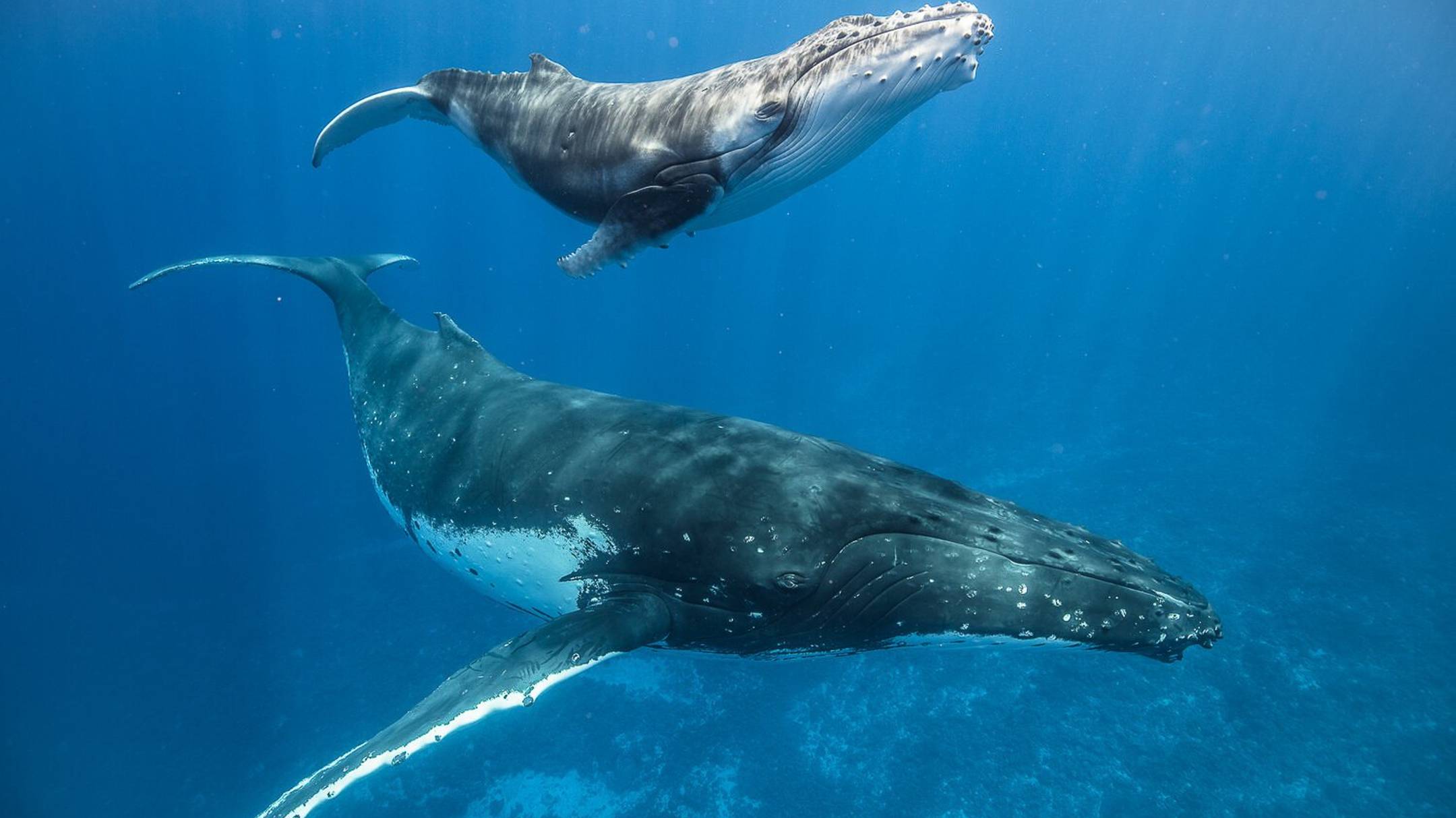 Two Beautiful Humpback Whales Dance