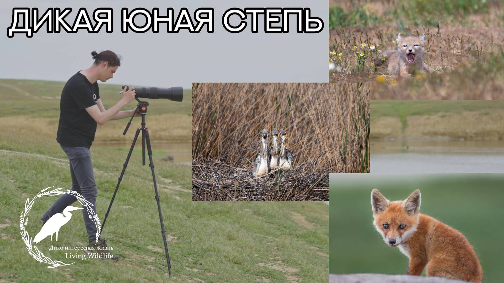 ДИКАЯ ЮНАЯ СТЕПЬ | Съёмки дикой природы в Калмыкии и Ростовской области. Корсаки, сайгаки, лисы
