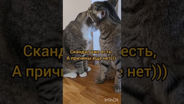 Веселые котики#котики#юмор# помощьживотным