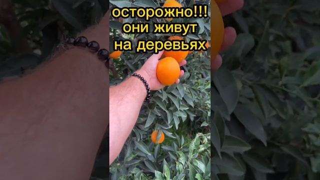 Осторожно!Они живут на деревьях!!!Знай это!!!更了解它