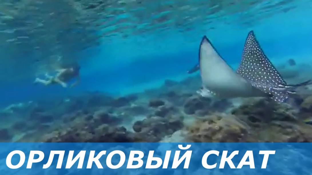 Наполеон и орликовый скат в Нааме