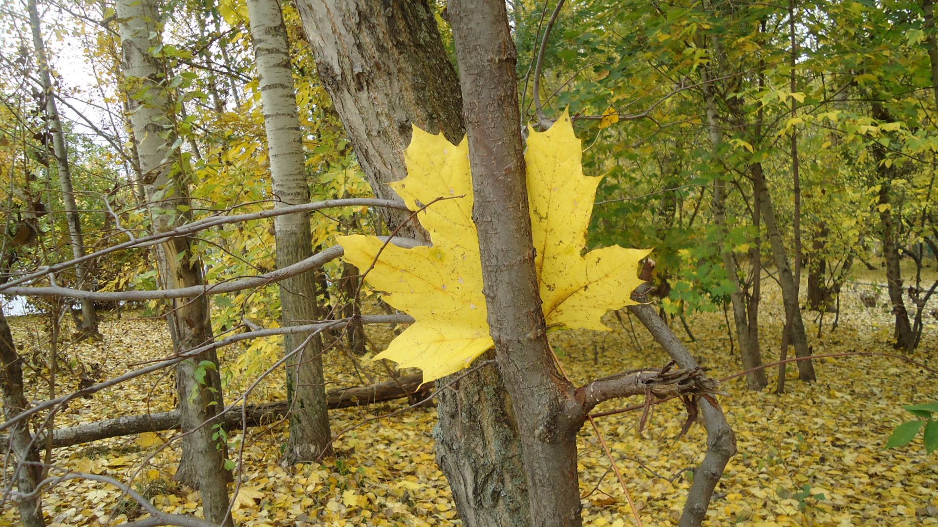 Осенние сюжеты