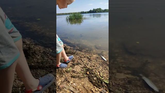 Маленький рыбак ловит чехонь на пикер. Фидер. Чехонь. Самарка.