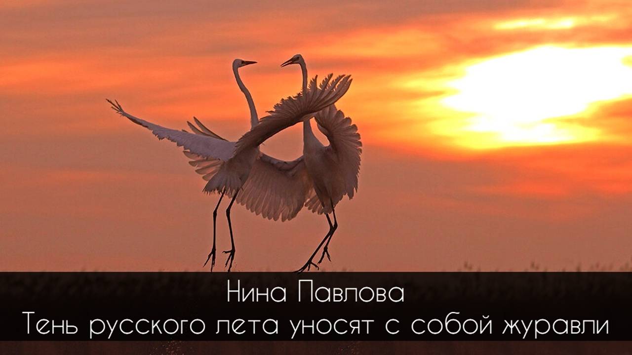 Нина Павлова — Тень русского лета уносят с собой журавли