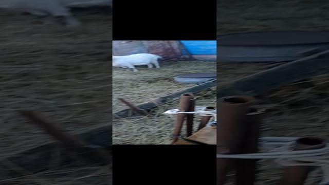 Ну что ты смотришь, пучеглазая 👀
