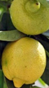 Павловский лимон домашний.
Лимон Павловский комнатное растение.