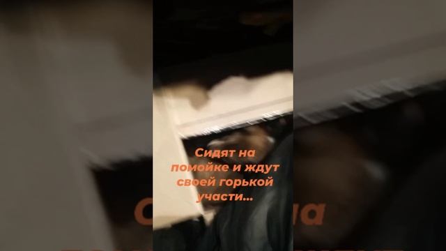 Щенки выброшены на помойку