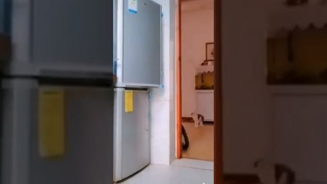 Забавные животные. Прикольные ролики.