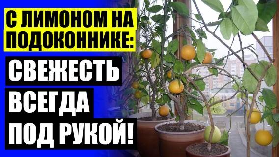 🔵 Мини деревья в горшках фруктовые купить для дома ⚡ Осеннее дерево в горшке