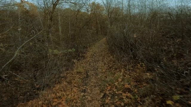 22.10.24 роща