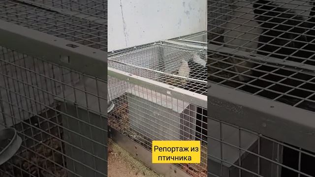 Репортаж из птичника #подворье #chicken #подпишись