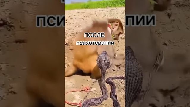 Вот зачем нужен психолог.mp4