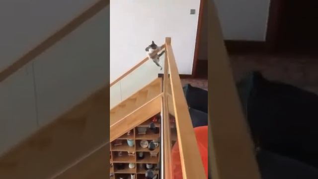 Все мы так в детстве делали в школе #cat #memes #funny #pets
