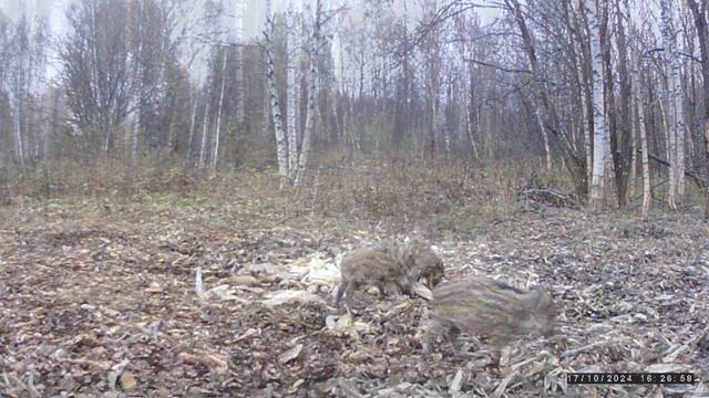 Две фотоловушки. Полосатики в октябре