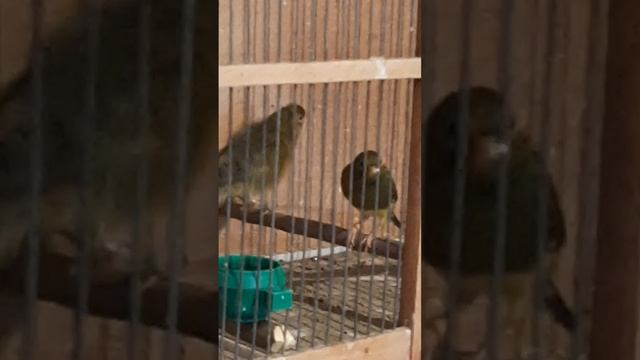 Канарейки 22-10-2024