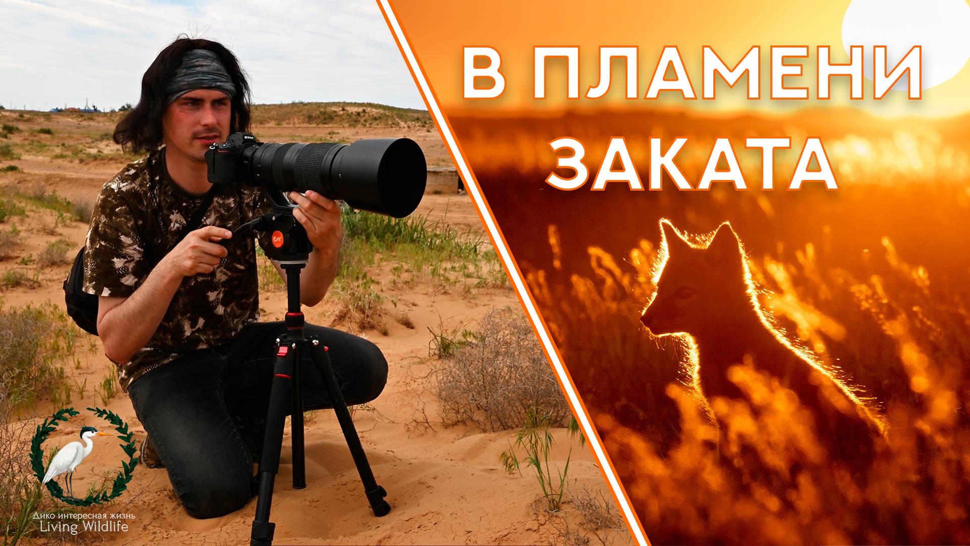 В ПЛАМЕНИ ЗАКАТА | Весенние кадры корсаков, стрепетов, диких тюльпанов. История кадра мечты