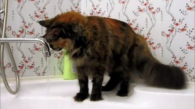мейн кун Bonny Bly