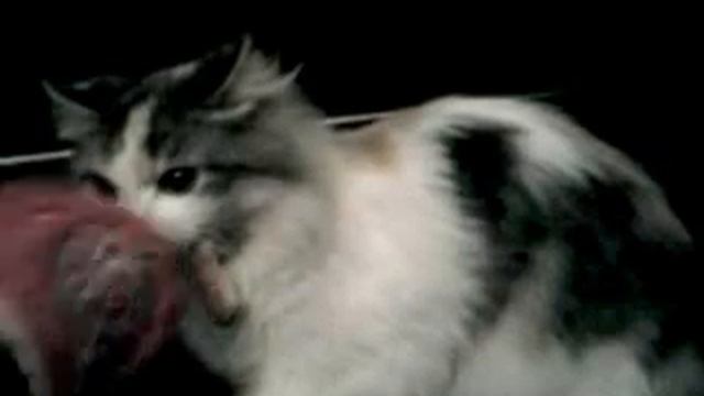 Кошка издаёт страшные звуки !!! Смотрите обязательно !!!!
