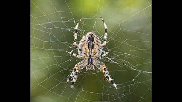 Пауки Spiders Spinnen Видео для малышей Educational videos for kids Lehrvideos für Kinder