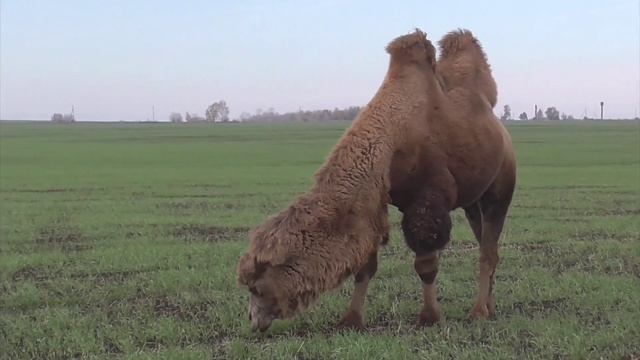 Мой фильм Село Кременки, Ульяновская область. Октябрь 2024 год