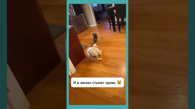 Нокаут одним взглядом