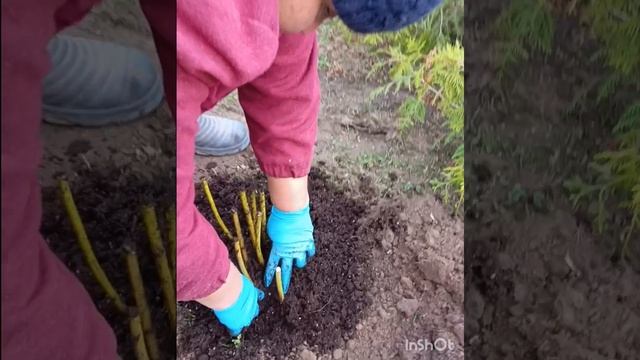 Делим и высаживаем пион #делимпион