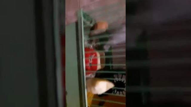 у хомячихи  после спаривания попка кровь