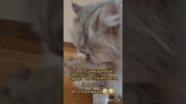 Веселые котики#котики#смешныекоты#юмор