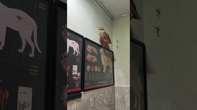 Чудесное спасение: история сипухи, найденной в городе 🏙️🦉