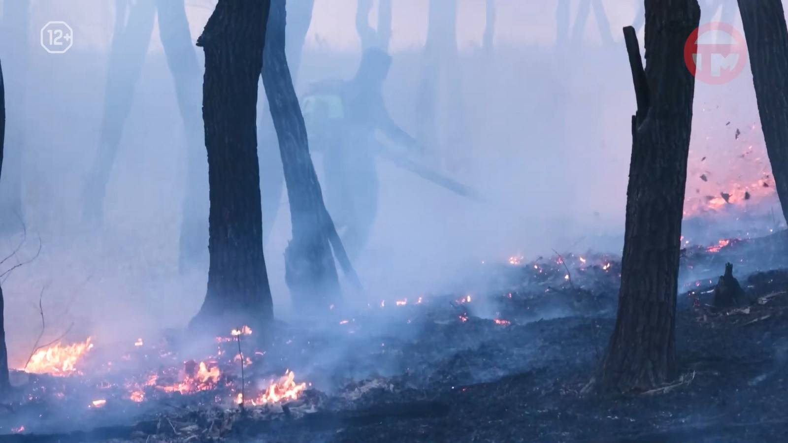 Авиапатрули защищают приморские леса от пожаров