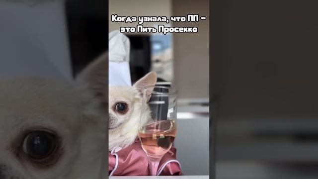 Я только недавно узнал #юмор #смех #смешно #животные #следуйзамной #я #риэлтор #shorts