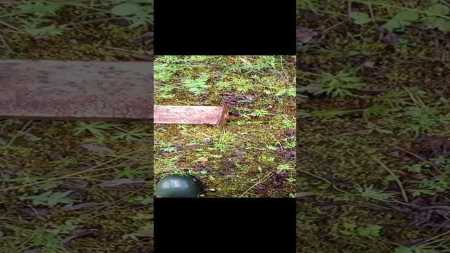 Непонятная емкость в лесу Strange container in the forest