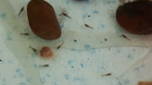 Мои раки(рачьи ясли)2 растём.