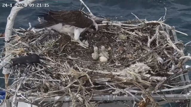 Port Lincoln Osprey 24 10 2023 1 ~ Mama karmi