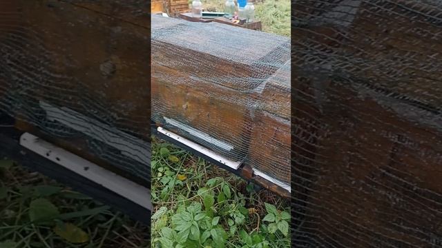 Борьба с дятлом на пасеке #пчела #пчелосемья #пасека #мед #мёд #матка #улей #деревня #природа #bee