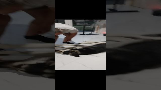 VID_20240927_181539.mp4