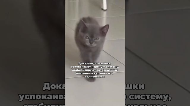 А ты знал что кошками лечат? 😳