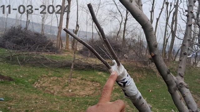 top.work in red delicious apple 🍎 tree #topwork #Bagbankashuradvance #topgrafting