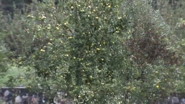 We have apples, so don't worry