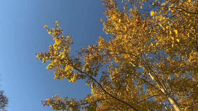 video-23-10-24-03-42