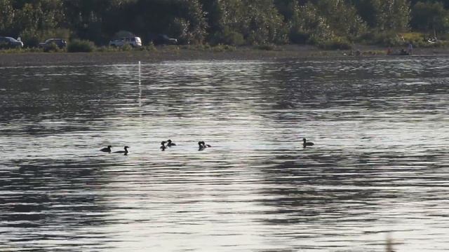 Пальмы и песок - Мамонт