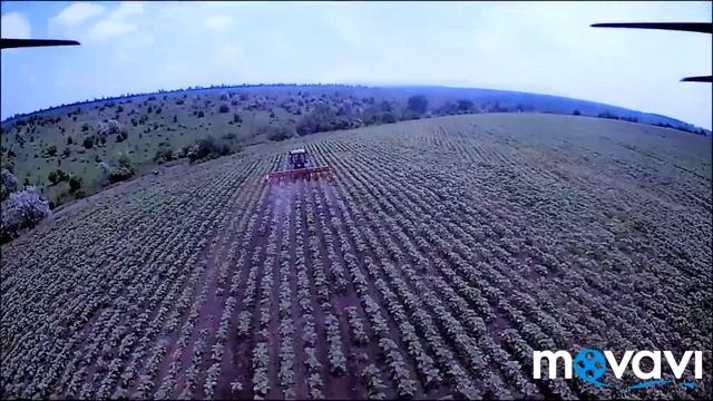 Междурядка трактором мтз892, із культіватором Favorit.