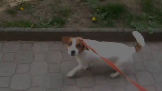 Lotka Piątkowo