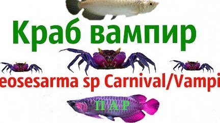 Краб вампир.Geosesarma sp Carnival Vampir